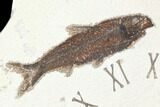 Tall Fossil Fish (Knightia) Clock - Wyoming #114327-1